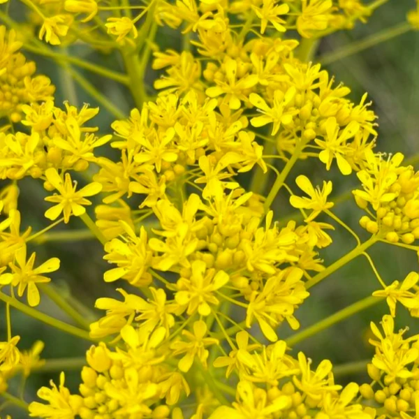 Изображение цветы