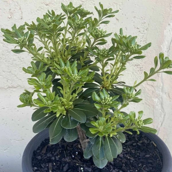 Изображение растение в горшке