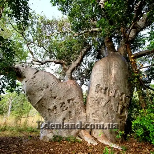 Зображення подвійний стовбур