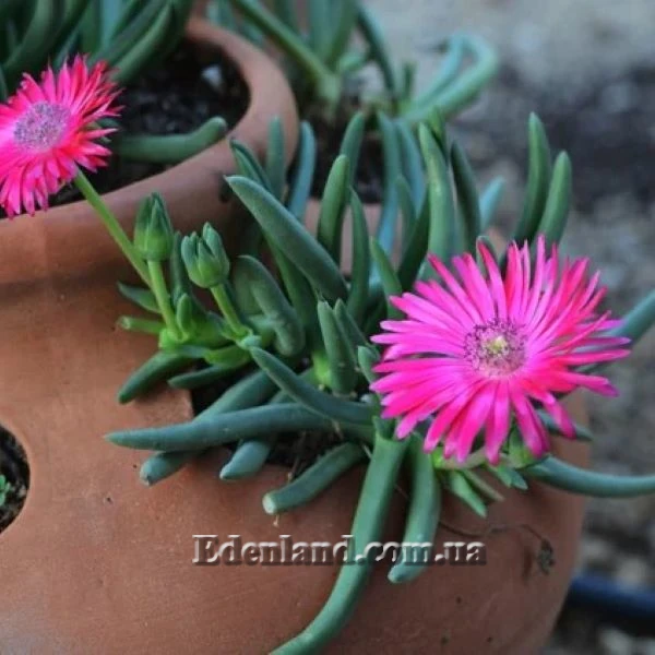 Изображение Цефалофиллум Альстона  - Cephalophyllum alstonii