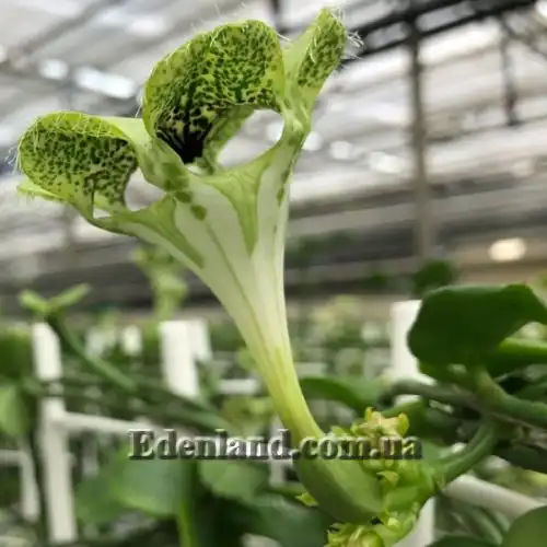 Зображення Церопегія Сандерсона - Ceropegia sandersonii