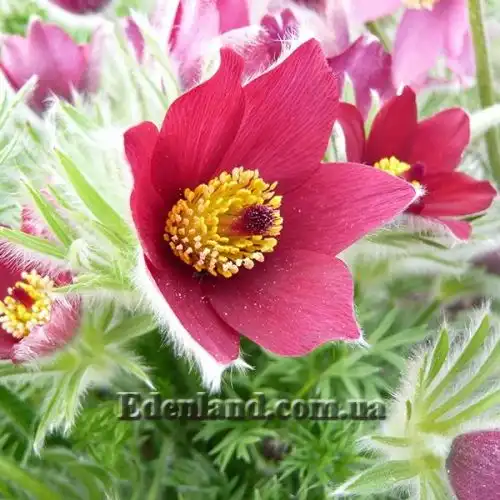 Зображення Пульсатилла звичайна - Pulsatilla vulgaris