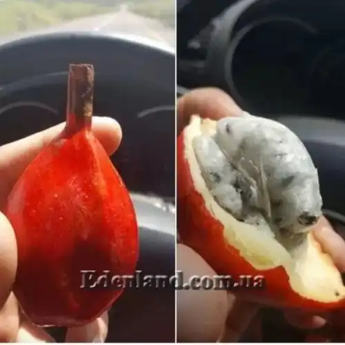 Изображение Афрамомум бело-фиолетовый - Aframomum alboviolaceum