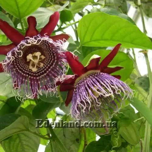 Изображение Пассифлора четырехугольная - Pasiflora quadrangularisи