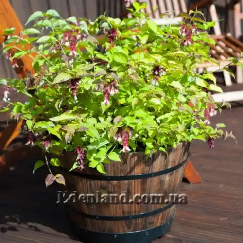 Изображение Лейцестерия красивая - Leycesteria formosa