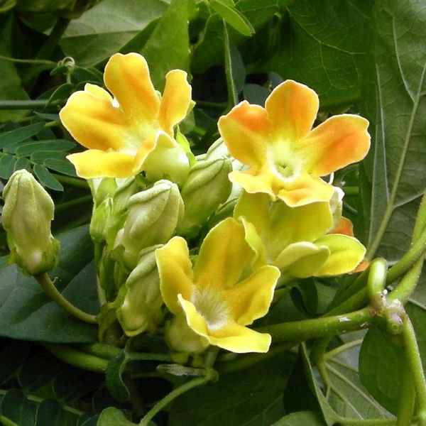 Изображение Телосма сердцевидная  - Telosma cordata