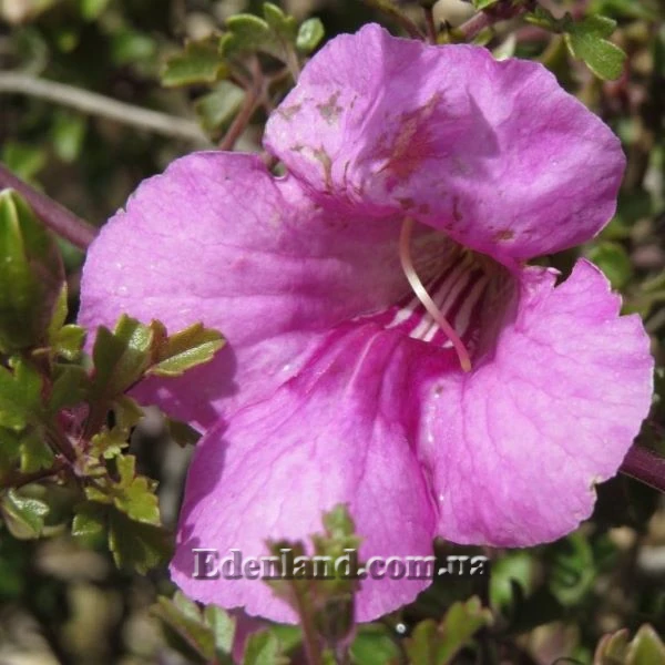 Изображение Буттония великолепная  - Buttonia superba