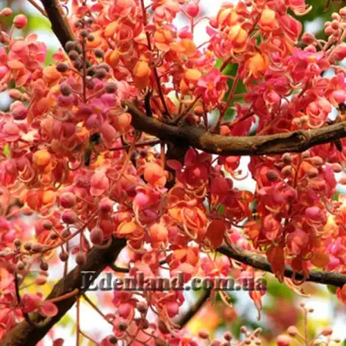 Изображение Кассия Ренигера - Cassia Renigera