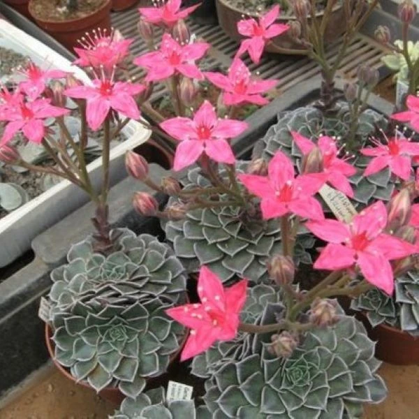 Зображення Граптопеталум прекрасний  - Graptopetalum bellum 