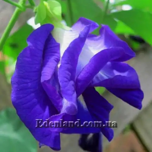 Изображение Клитория тройчатая (махровая) - Clitoria ternatea double