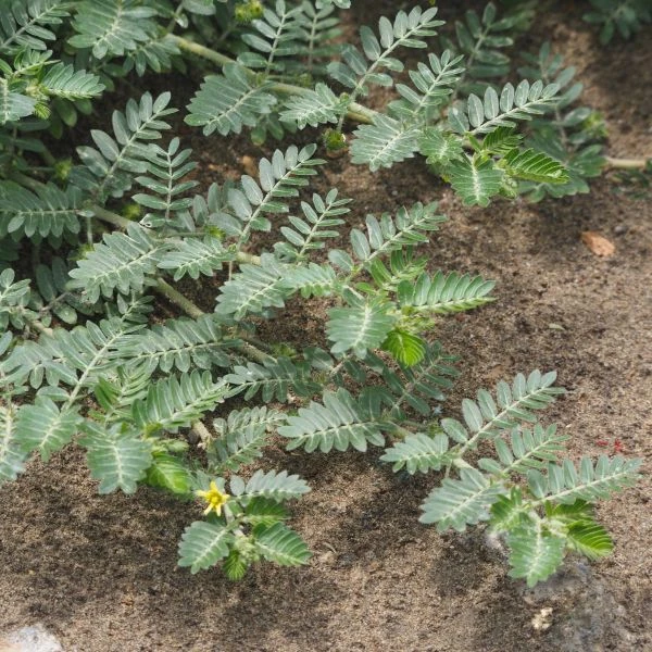 Изображение Трибулус или Якорцы стелющиеся  - Tribulus terrestris