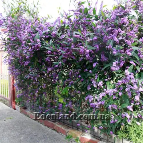 Изображение Гарденбергия Комптона - Hardenbergia comptoniana