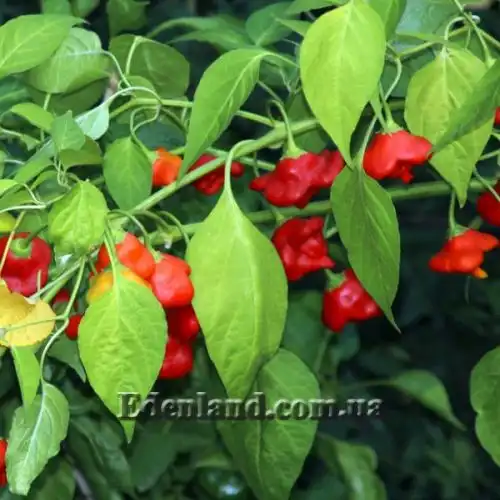 Изображение Перец Корона епископа - Capsicum Bishops Crown