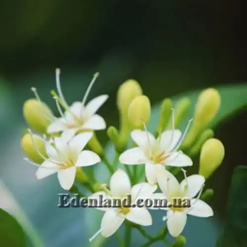 Изображение Фагрея душистая - Fagraea fragrans