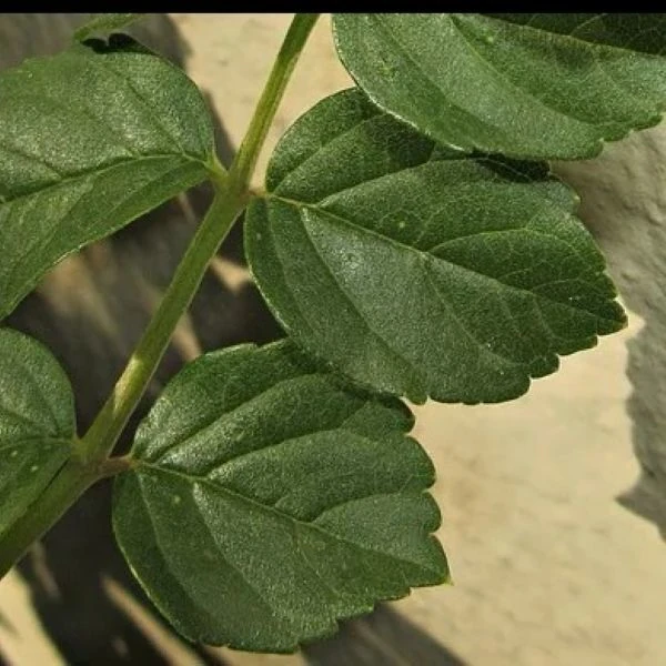 Изображение Текомария капская  - Tecomaria capensis