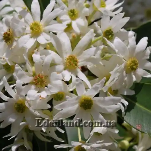 Изображение Дримис Винтера - Drimys winteri