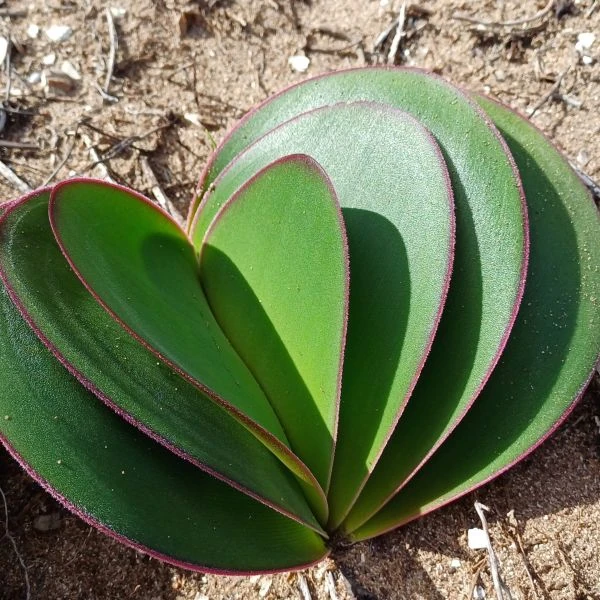 Изображение Брунсвигия восточная - Brunsvigia orientalis  