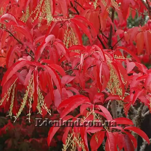 Изображение Оксидендрум древовидный - Oxydendrum arboreum