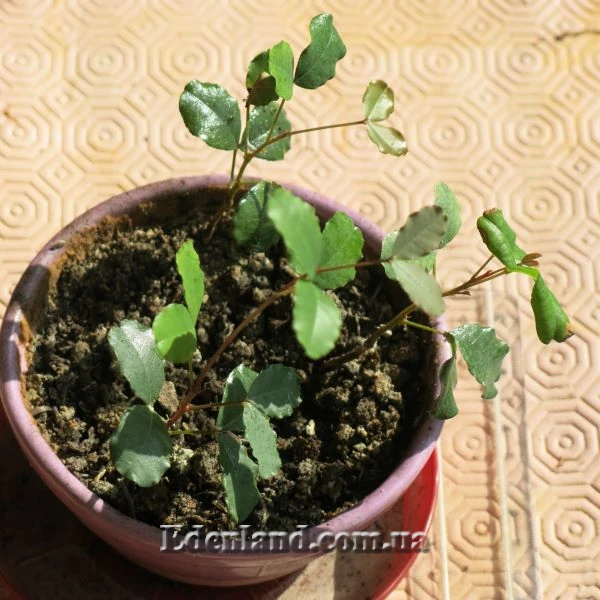 Зображення сіянці