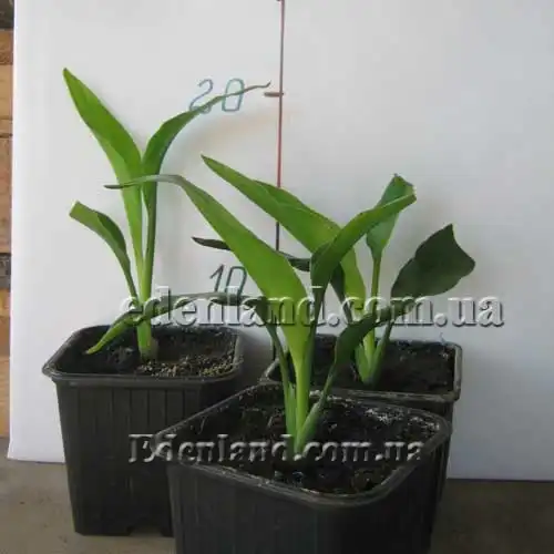 Изображение Стрелиция Королевская - Strelitzia reginae