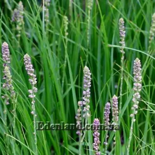 Изображение Анемаррена асфоделовидная - Anemarrhena asphodeloides