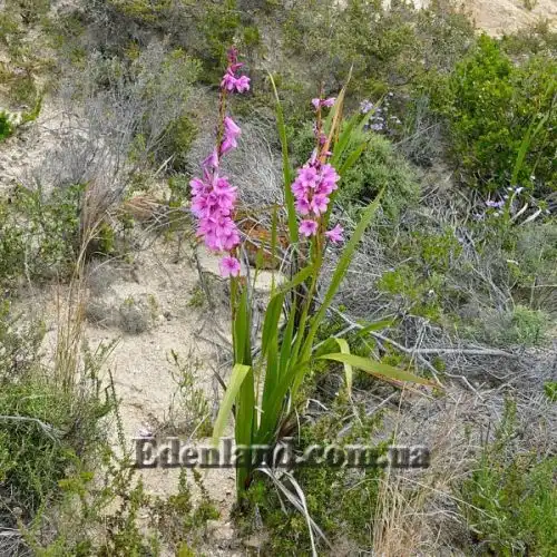 Изображение Ватсония Бурбонская - Watsonia borbonica 