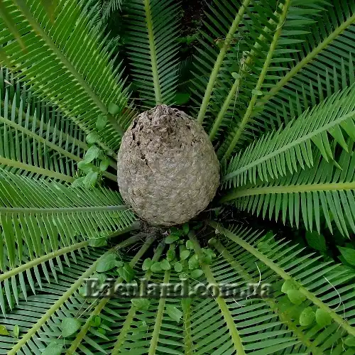 Изображение Диоон съедобный - Dioon edule