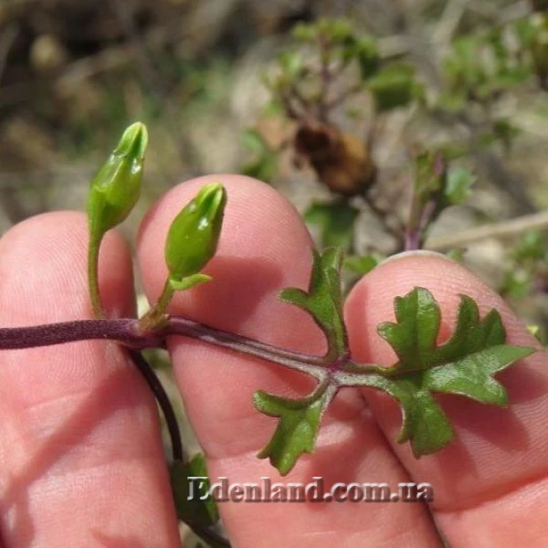 Изображение Буттония великолепная  - Buttonia superba