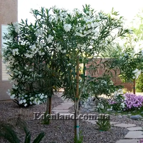 Изображение олеандр в форме деревца