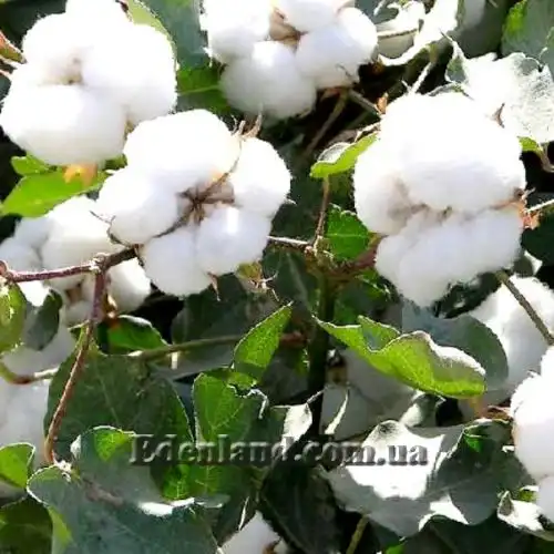 Изображение Госсипиум (хлопчатник) мохнатый - Gossypium hirsutum