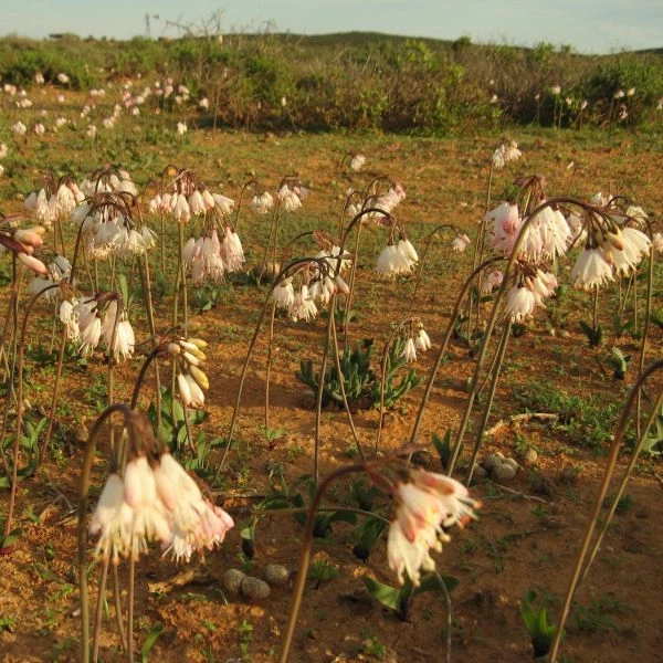 Изображение Струмария усеченная - Strumaria truncata 