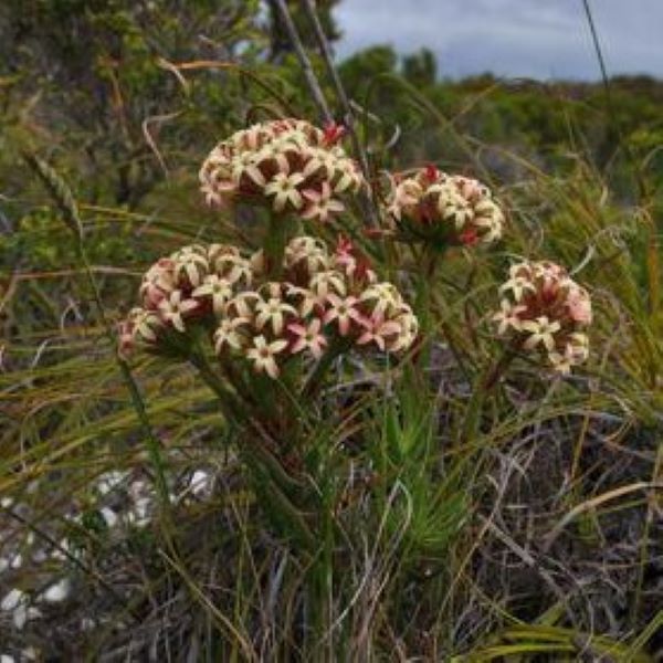 Зображення Крассула пучкувата - Crassula fascicularis  