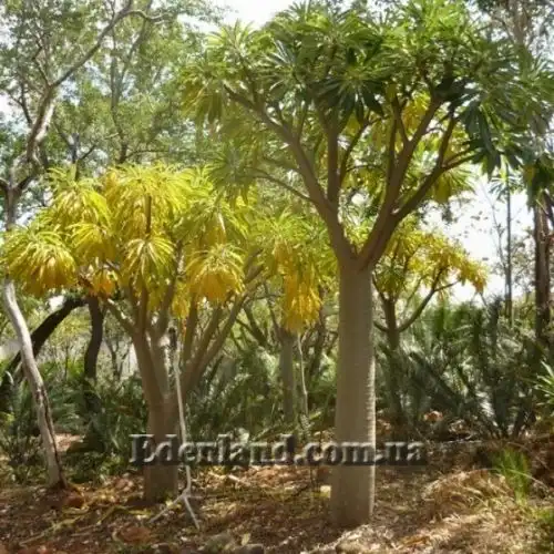 Изображение Пахиподиум Рутенберга - Pachypodium rutenbergianum 