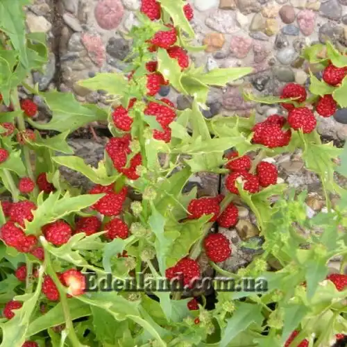 Изображение Блитум головчатый - Blitum capitatum