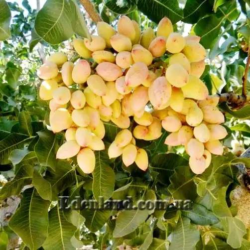 Изображение плоды