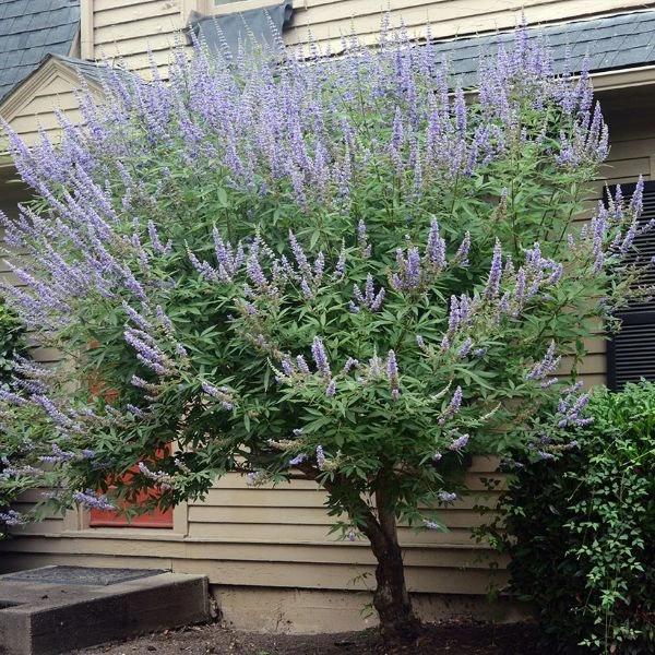 Изображение Витекс священный  - Vitex agnus - castus