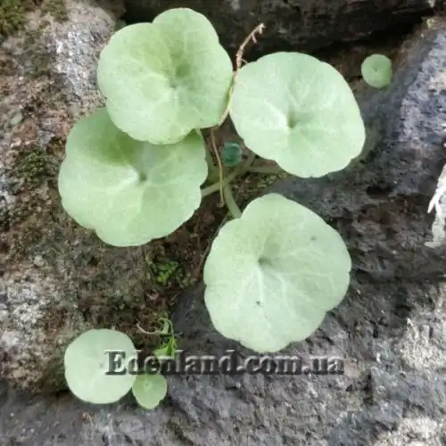 Изображение Умбиликус скальный - Umbilicus rupestris 