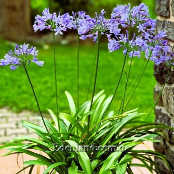 Изображение Агапантус карликовый голубой  - Agapanthus nana blue
