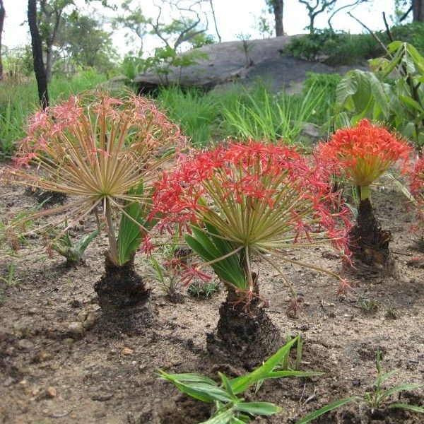 Изображение Боофона двухрядная  - Boophone disticha