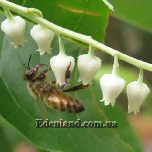 Изображение Оксидендрум древовидный - Oxydendrum arboreum