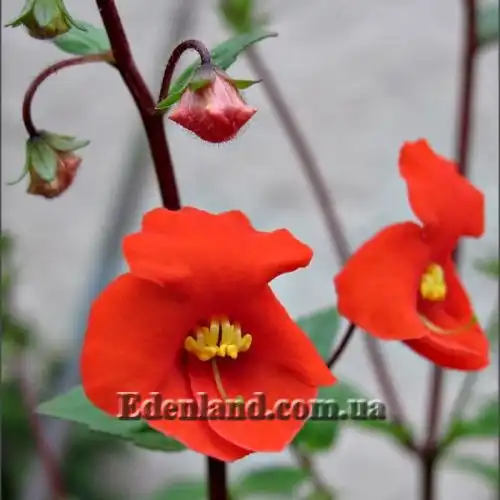 Изображение Алонсоа южная  - Alonsoa meridionalis