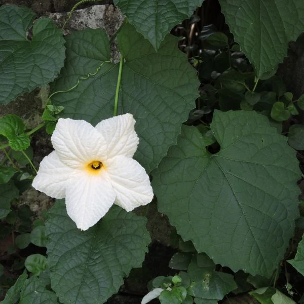 Зображення Момордика дводомна - Momordica dioica  