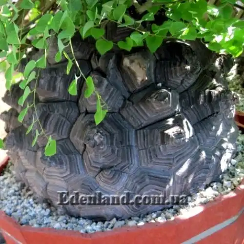 Изображение Диоскорея слоновая - Dioscorea elephantipes