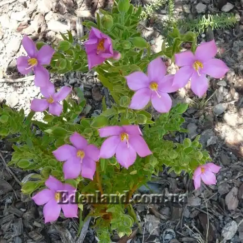 Изображение цветение