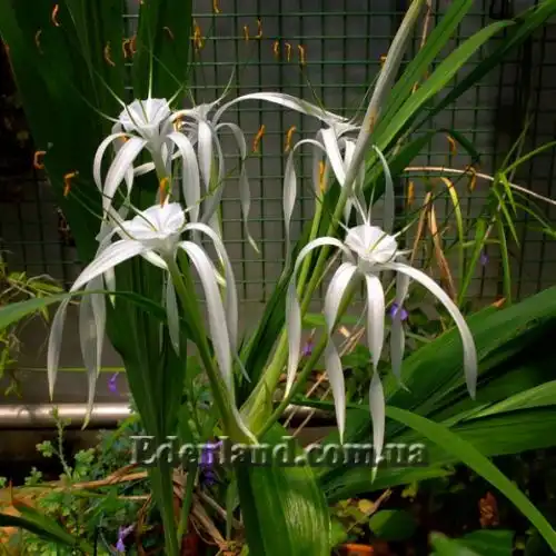 Изображение цветение