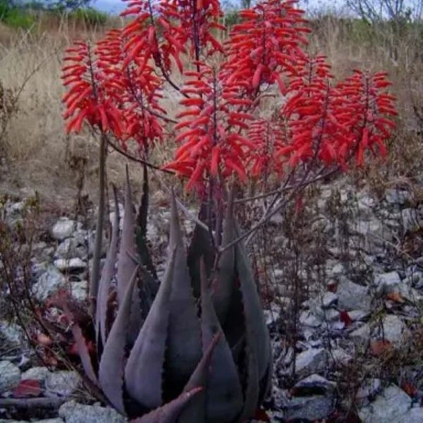 Зображення Алое Чабаудії - Aloe chabaudii