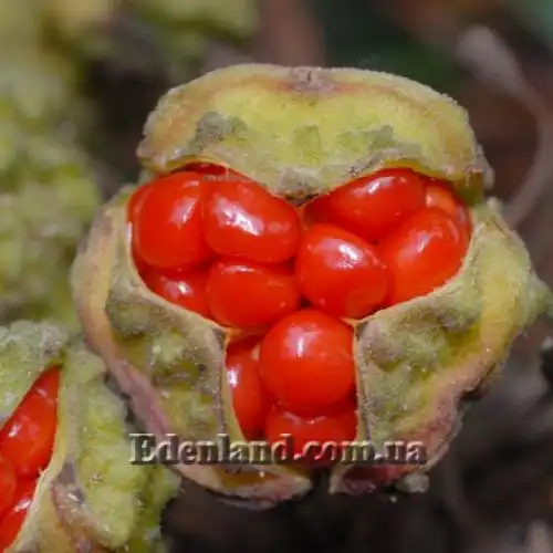 Изображение Бомарея многоцветковая  - Bomarea multiflora