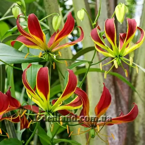 Изображение Глориоза Ротшильда - Gloriosa Rothscildiana