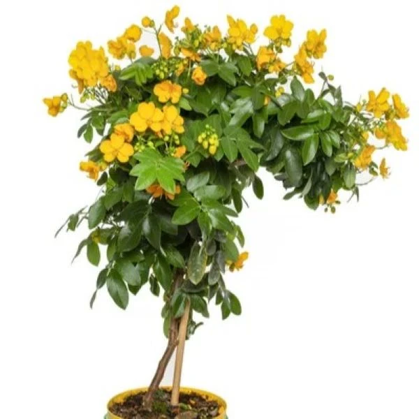 Изображение Сенна щитковидная - Senna corymbosa 