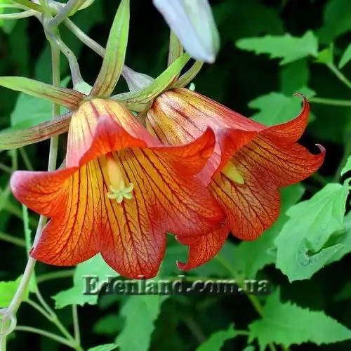 Изображение Канарина канарская - Canarina canariensis